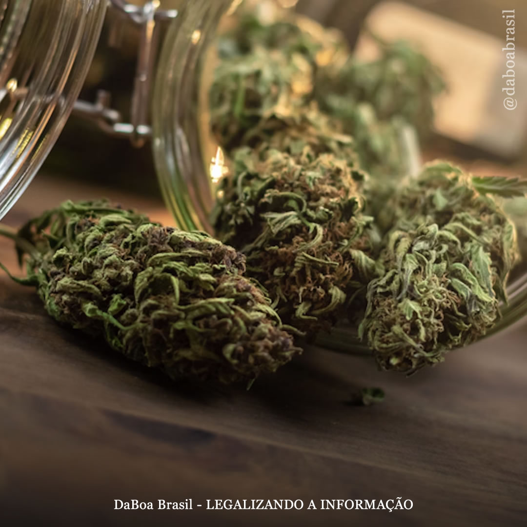 Legalização da maconha ajuda pacientes com câncer a reduzir o uso de opioides, mostra estudo