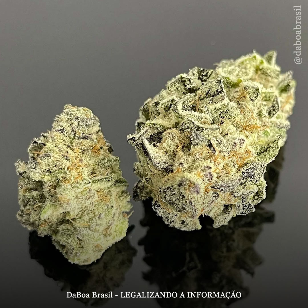 Legalização da maconha para uso adulto está associada a menos mortes por overdose de opioides, mostra análise