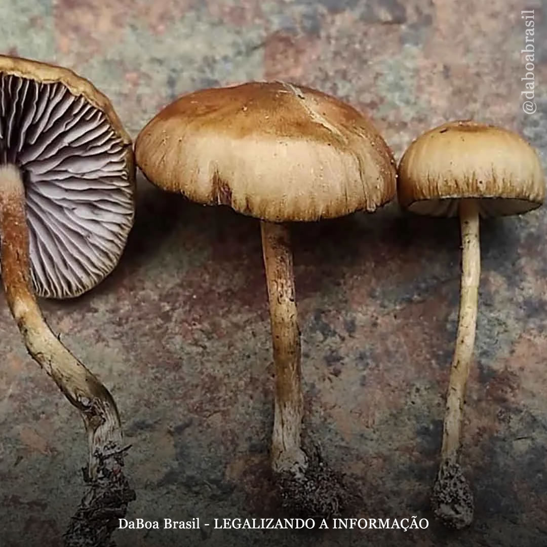 Psilocybe ingeli: o cogumelo psicoativo de alta potência recém descoberto