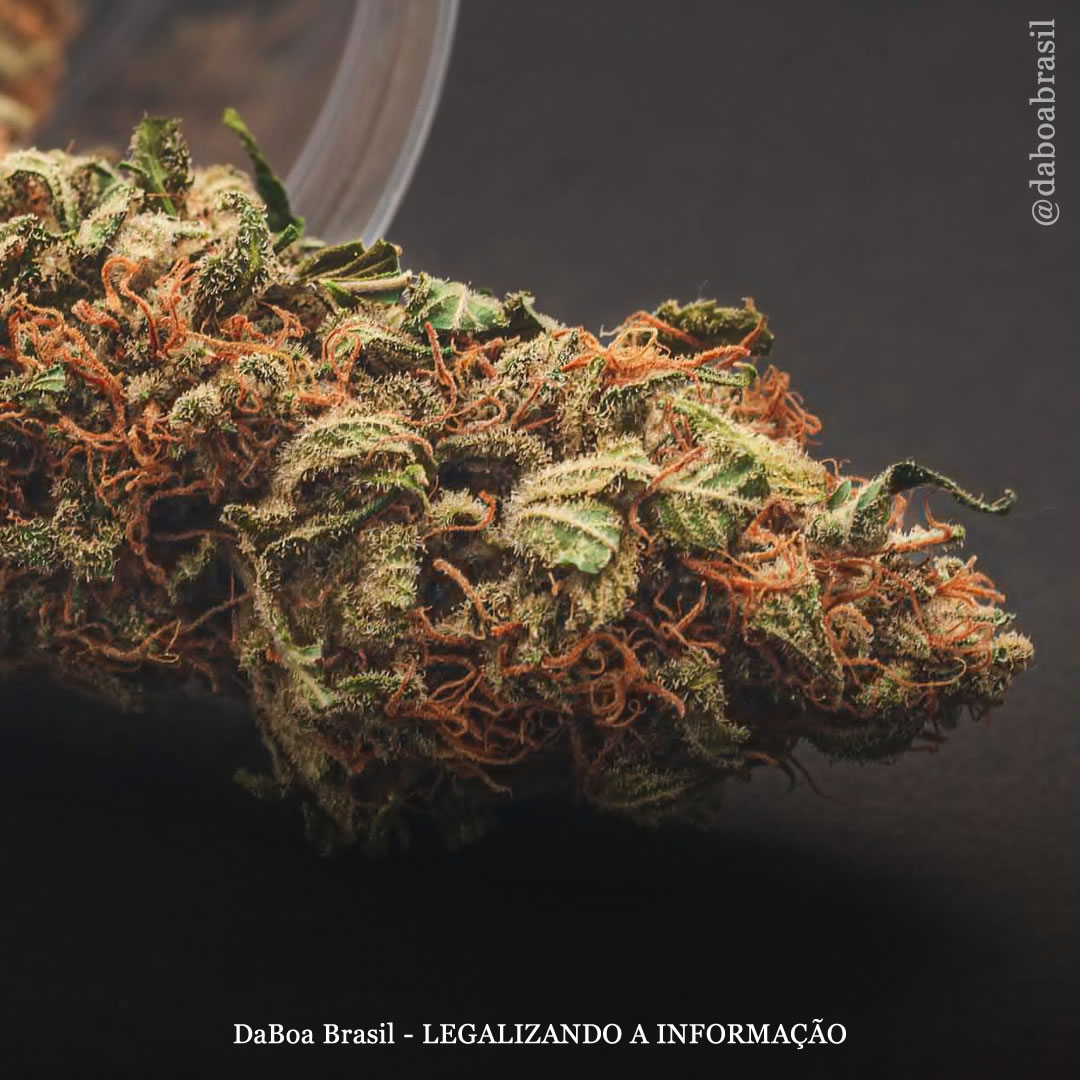 Tratamento com maconha associado à sobrevida prolongada em pacientes com forma agressiva de câncer, de acordo com estudo