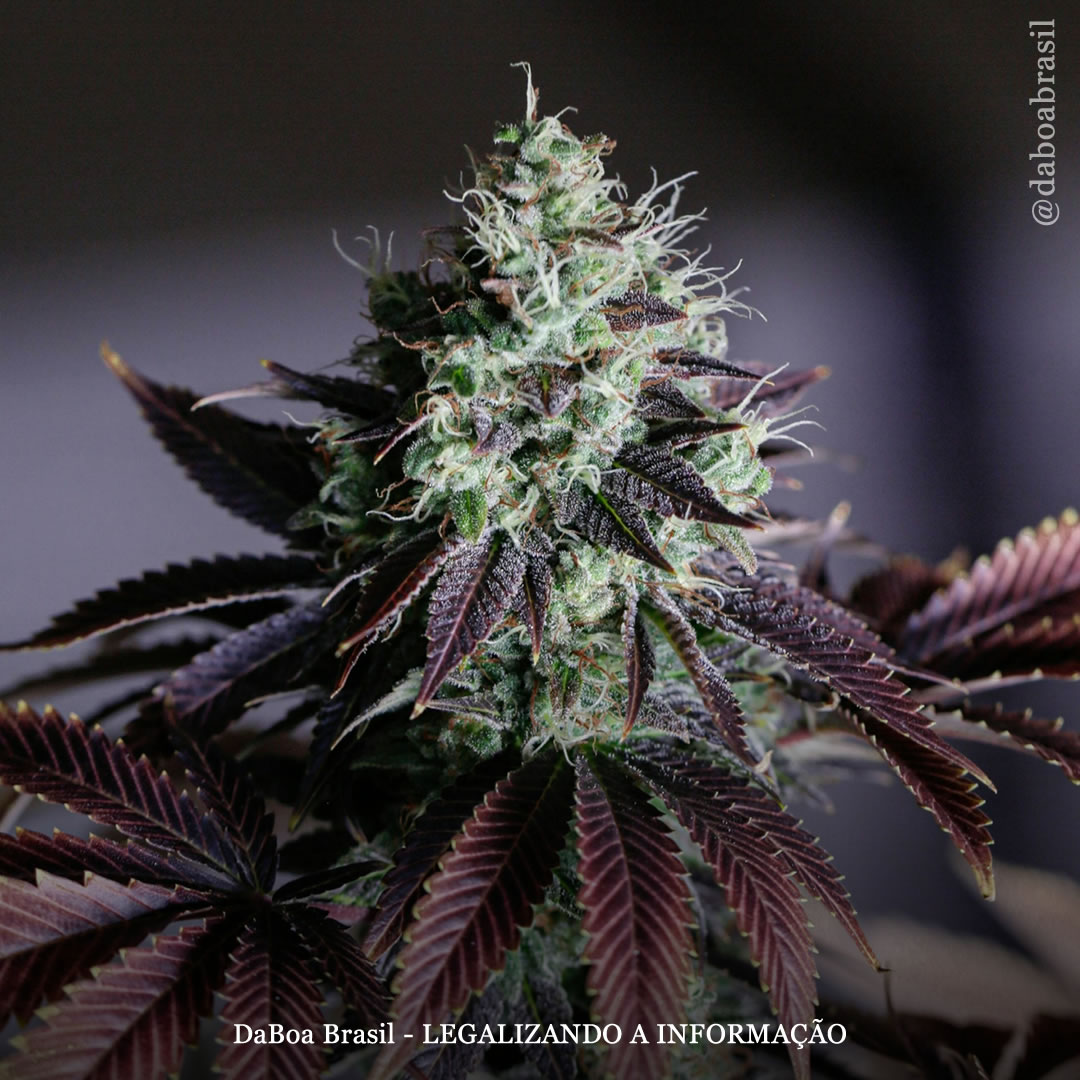 Uso de maconha dominantes em THC e CBN, mas não em CBD, estão associadas à melhoria da qualidade do sono, mostram ensaios clínicos