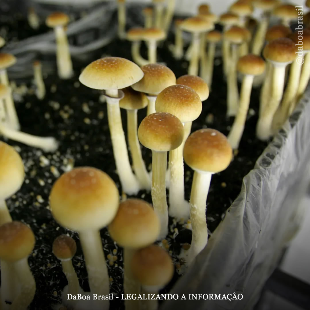 A psilocibina alivia o sofrimento em pacientes terminais, diz estudo