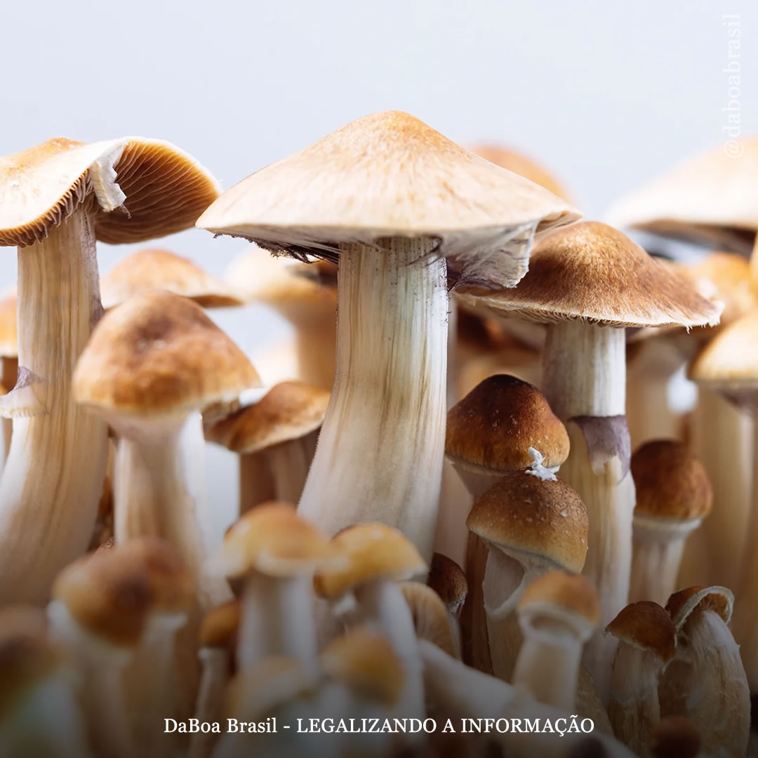 A psilocibina e a atenção plena podem aliviar a depressão em profissionais de saúde, mostra ensaio clínico