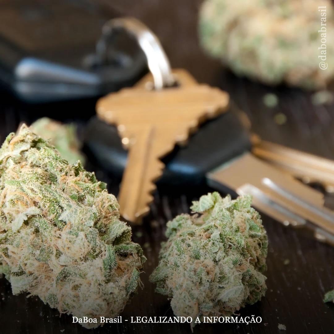 Baixos níveis de THC no sangue não estão associados a alterações significativas no desempenho de direção, mostra estudo