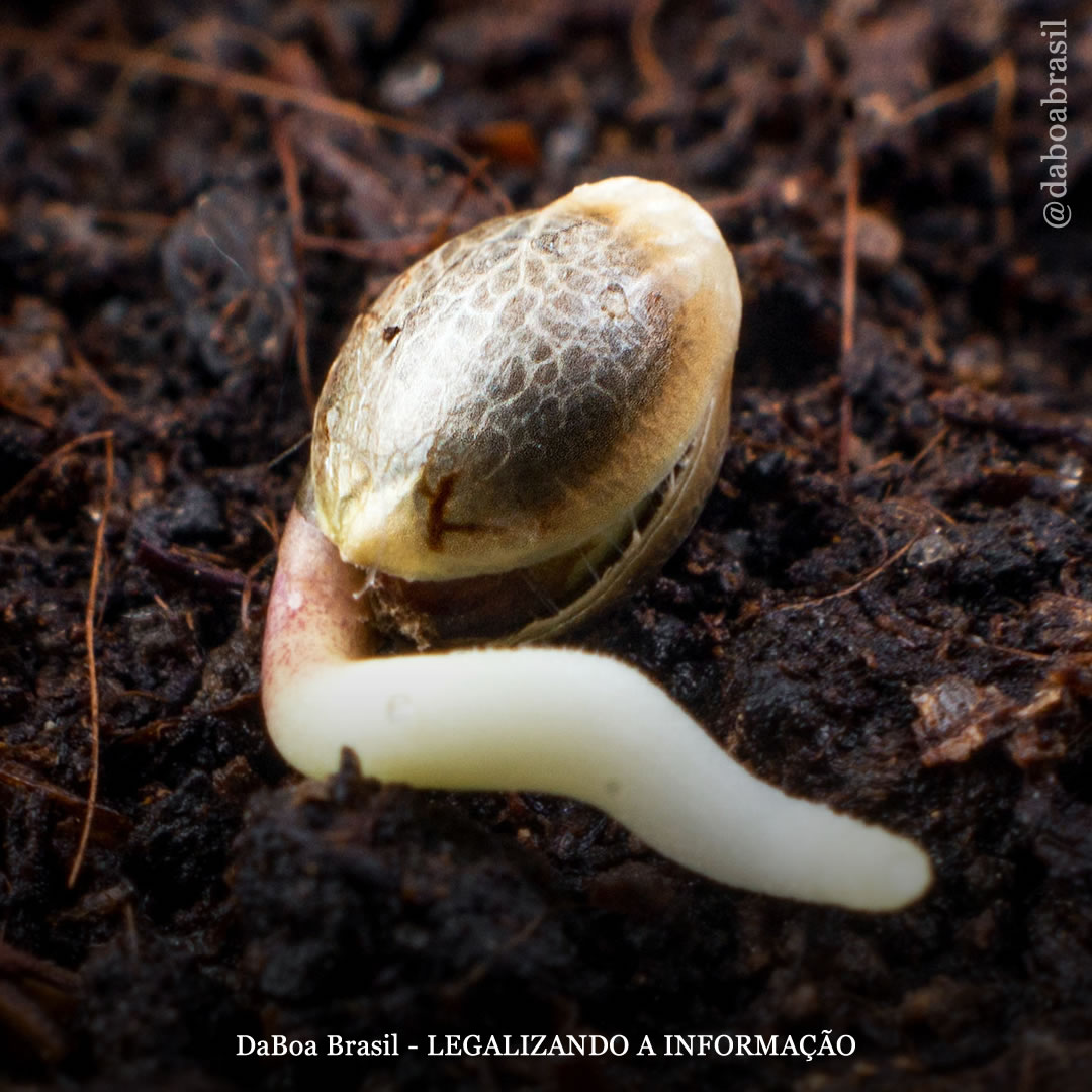 Dicas de cultivo: guia de solução de problemas na germinação das sementes de maconha