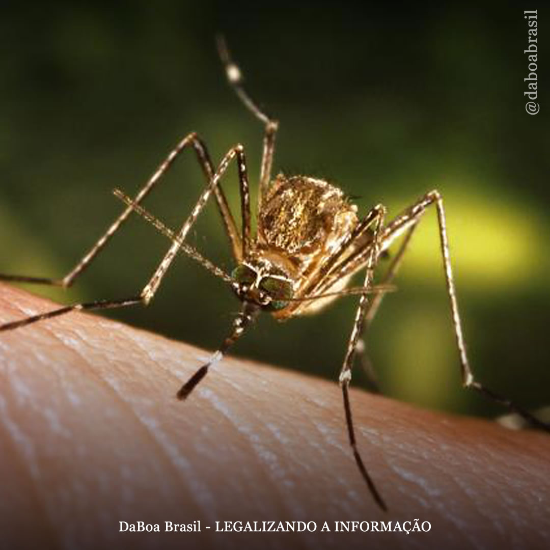 Extratos de caules e raízes da cannabis inibem vírus transmitidos por mosquitos na Ásia, mostra estudo
