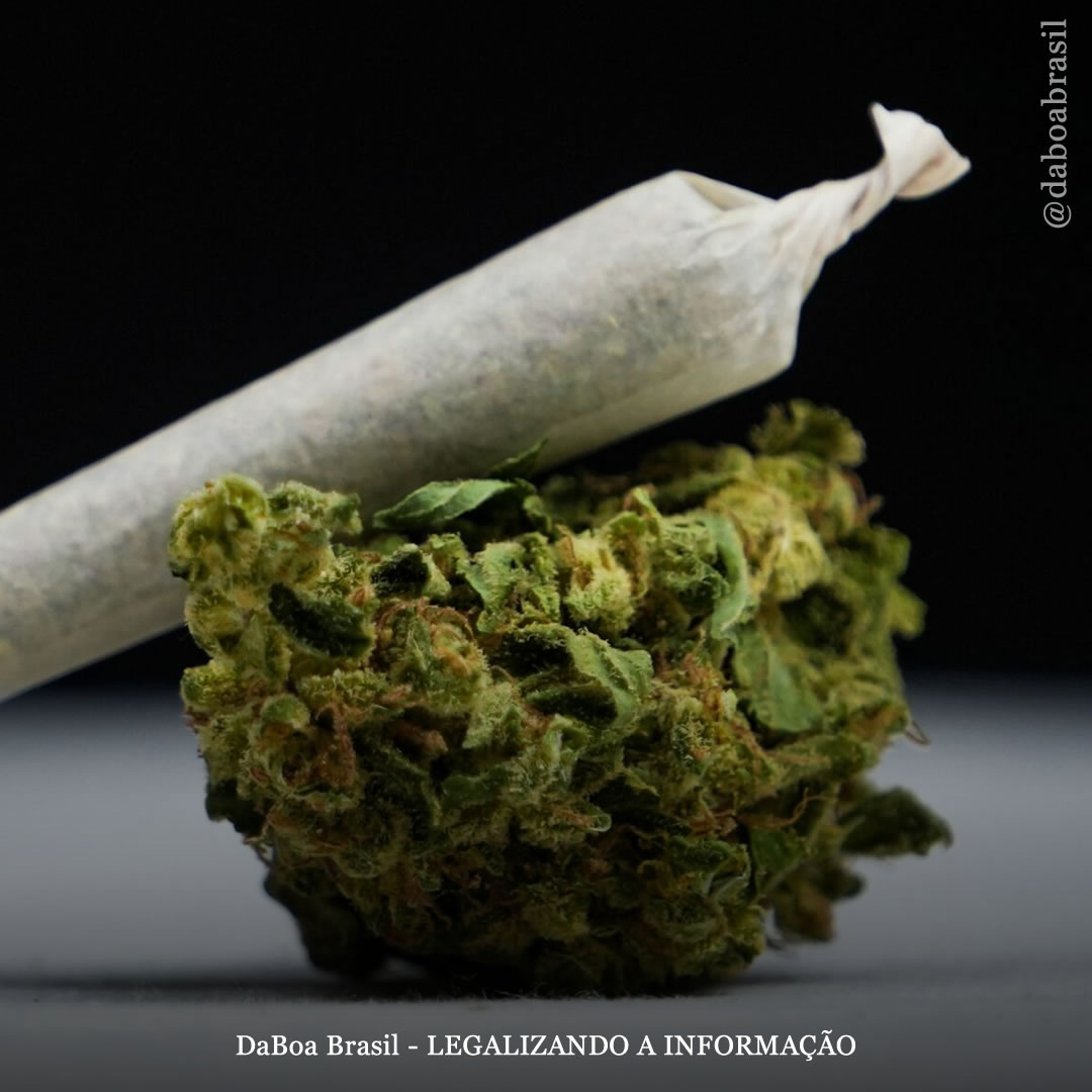 Não há motivo para aumentar a idade legal para o uso de maconha para 25 anos, conclui estudo científico