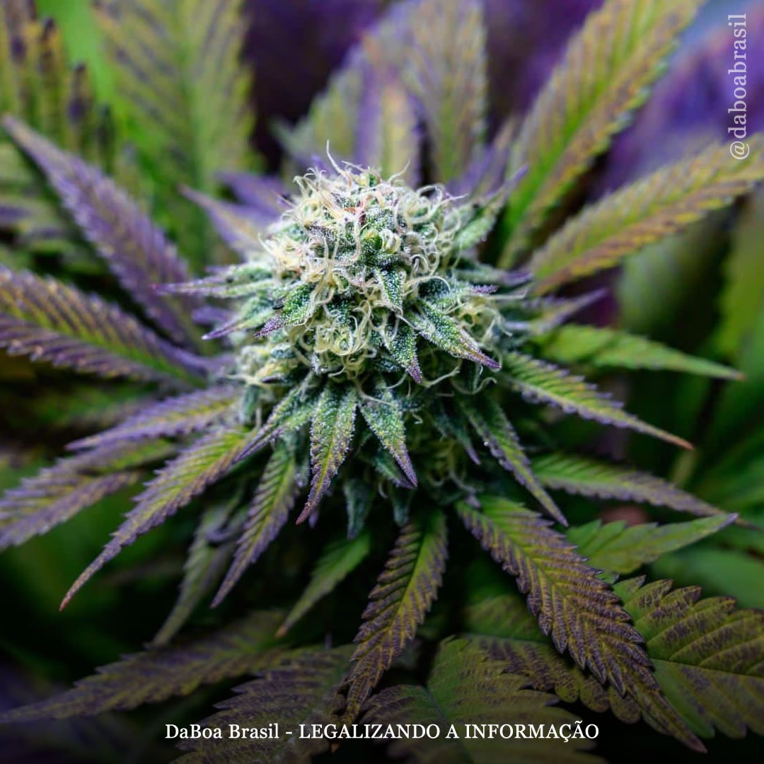 O uso diário de extratos de maconha melhora a cognição em pacientes com demência, mostra ensaio clínico