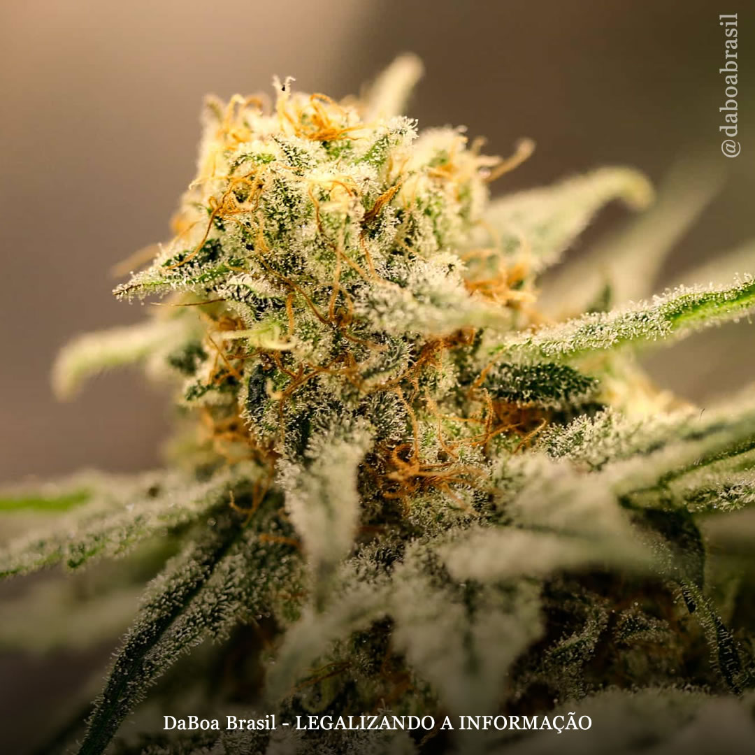 A maconha é tão eficaz quanto o ibuprofeno no combate à dor crônica, com o THC sendo melhor do que o CBD, conclui revisão de estudos