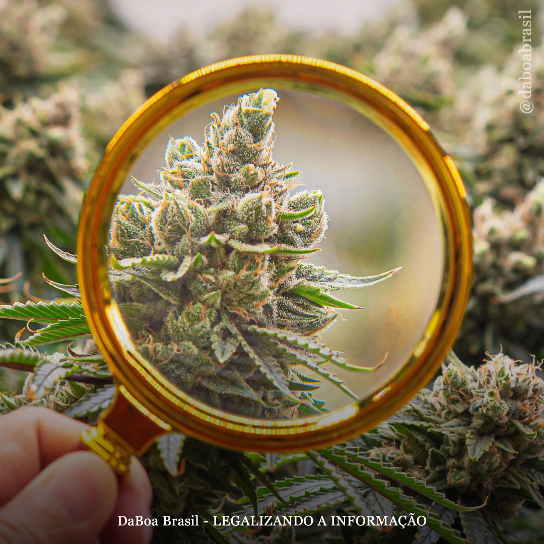 Banco de dados do PubMed agora inclui mais de 53.000 estudos relacionados à maconha, mostra análise