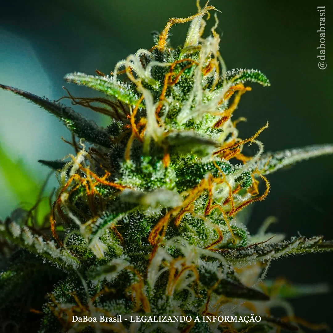 Componentes da maconha inibiram de forma eficaz o crescimento de células cancerígenas do ovário, mostra estudo