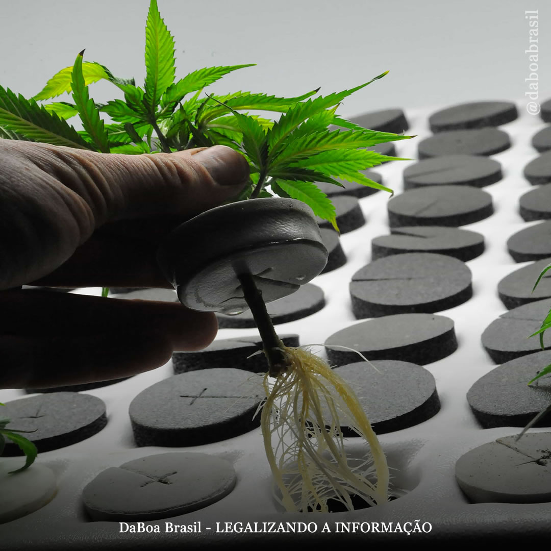 Dicas de cultivo: benefícios do cultivo de maconha a partir de um clone