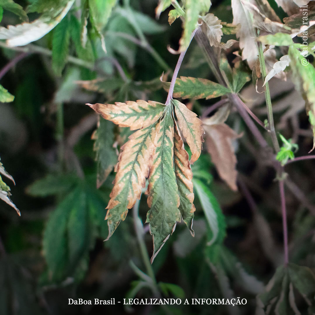 Dicas de cultivo: como proteger suas plantas de maconha do estresse térmico