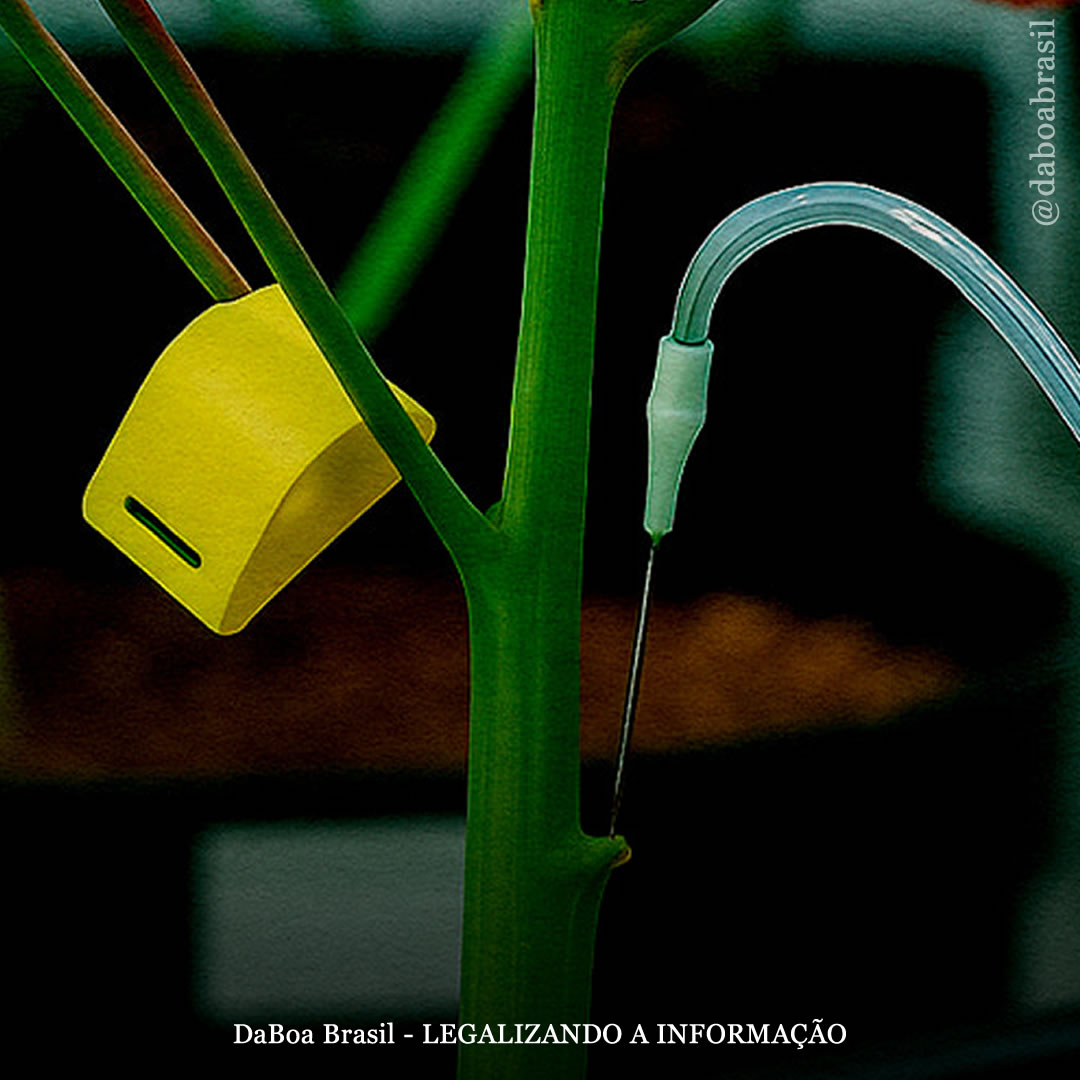 Dicas de cultivo: infusão de sacarose no caule das plantas de maconha (PSIS), uma técnica para obter colheitas maiores