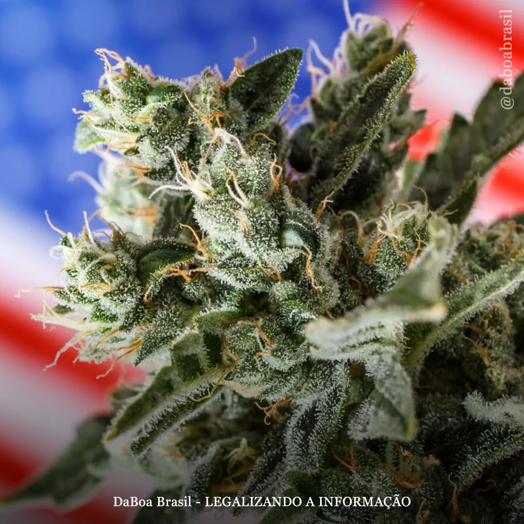 EUA: governo assina medida executiva para reclassificar a maconha em nível federal