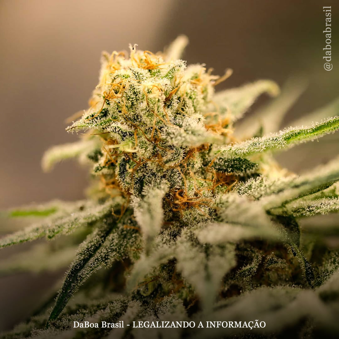 EUA: iniciativa para o uso adulto de maconha na Flórida ultrapassa um milhão de assinaturas