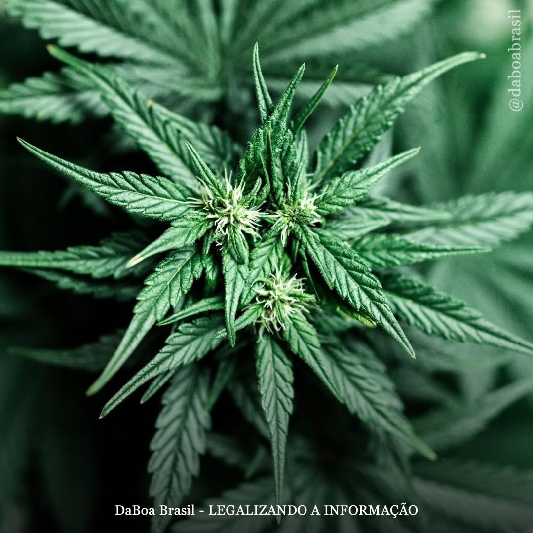 Foram publicados mais de 4.000 estudos sobre maconha em 2025