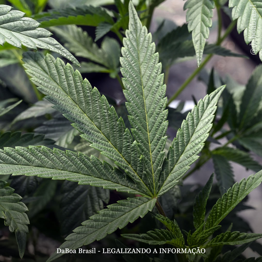 Fungos endofíticos da maconha: uma pista para futuros tratamentos antidiabéticos