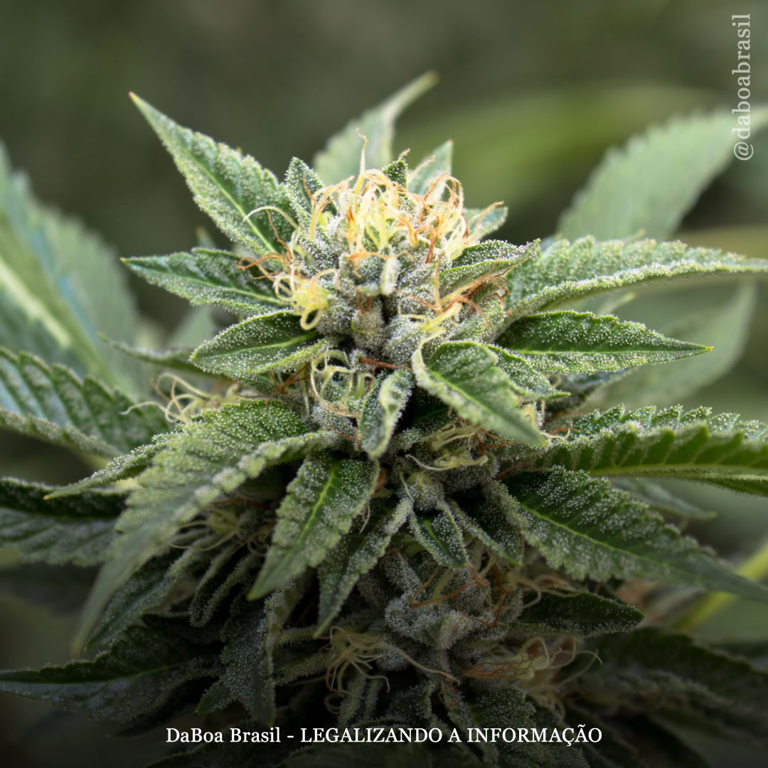 O acesso legal à maconha para uso adulto reduz as taxas de suicídio entre idosos, sugere estudo