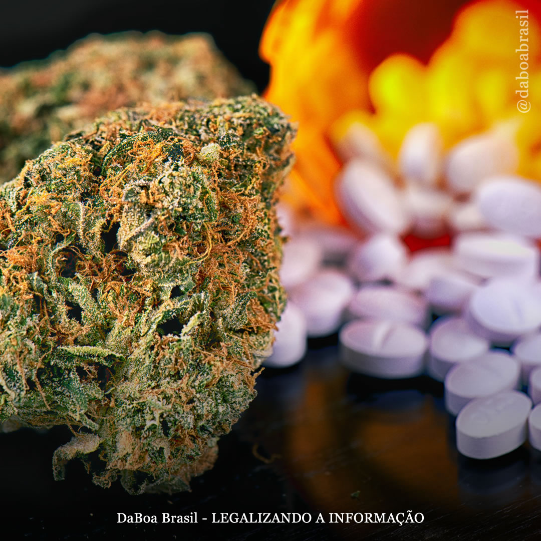 O consumo da maconha reduz a dor e o uso de opioides, diz estudo