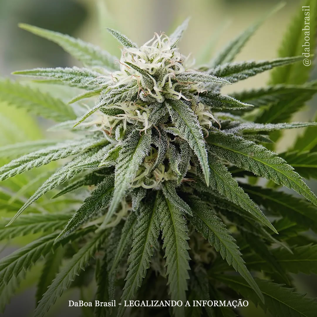 Óleo de maconha associado à regressão tumoral em pacientes com câncer de fígado avançado, mostra relato de caso