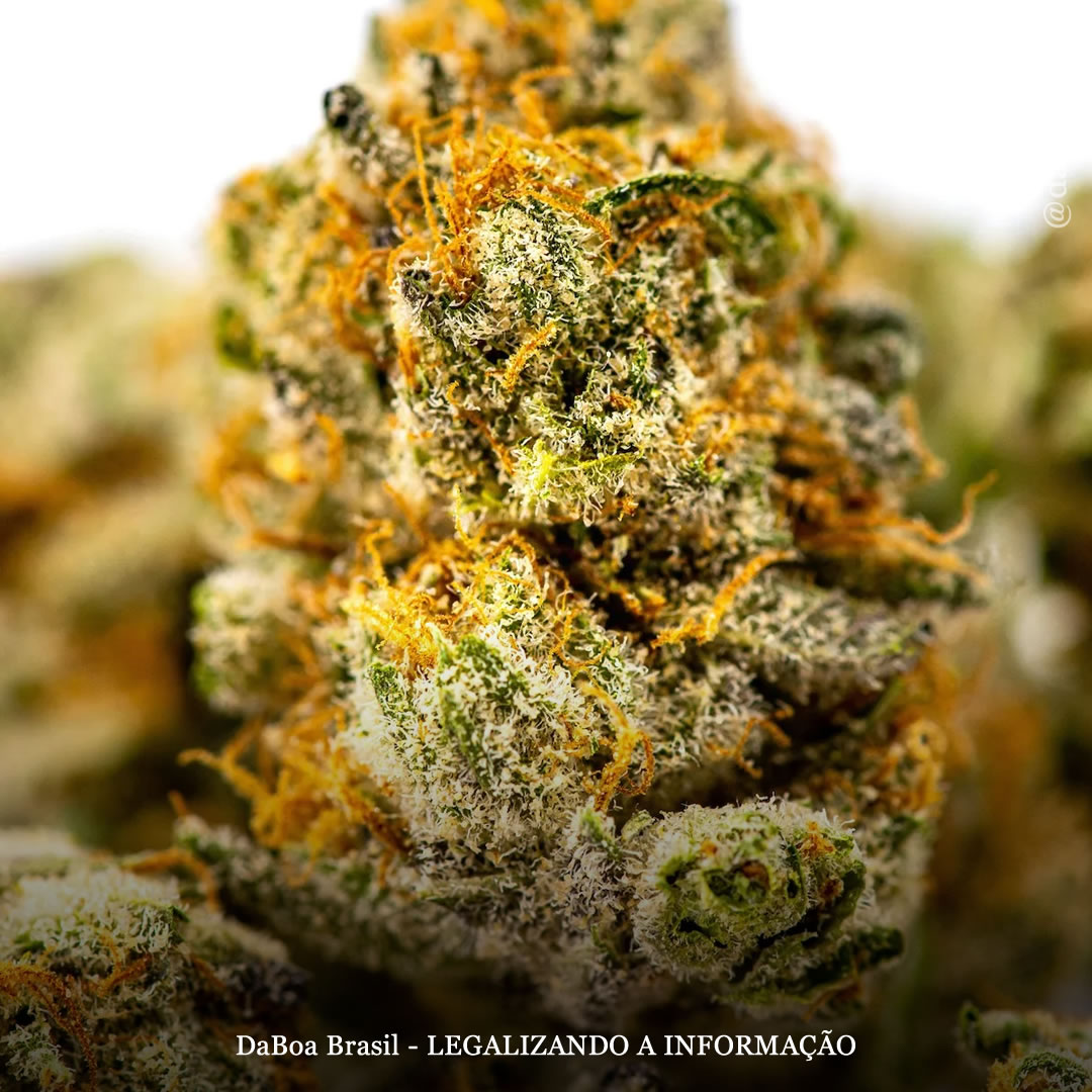 Os terpenos da maconha atuam como agonistas nos receptores endocanabinoides, mostra análise