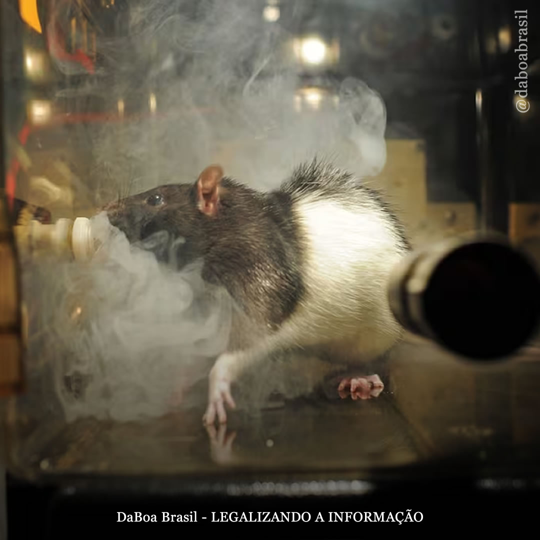 Ratos estressados buscam maconha para lidar com o estresse, revela novo estudo