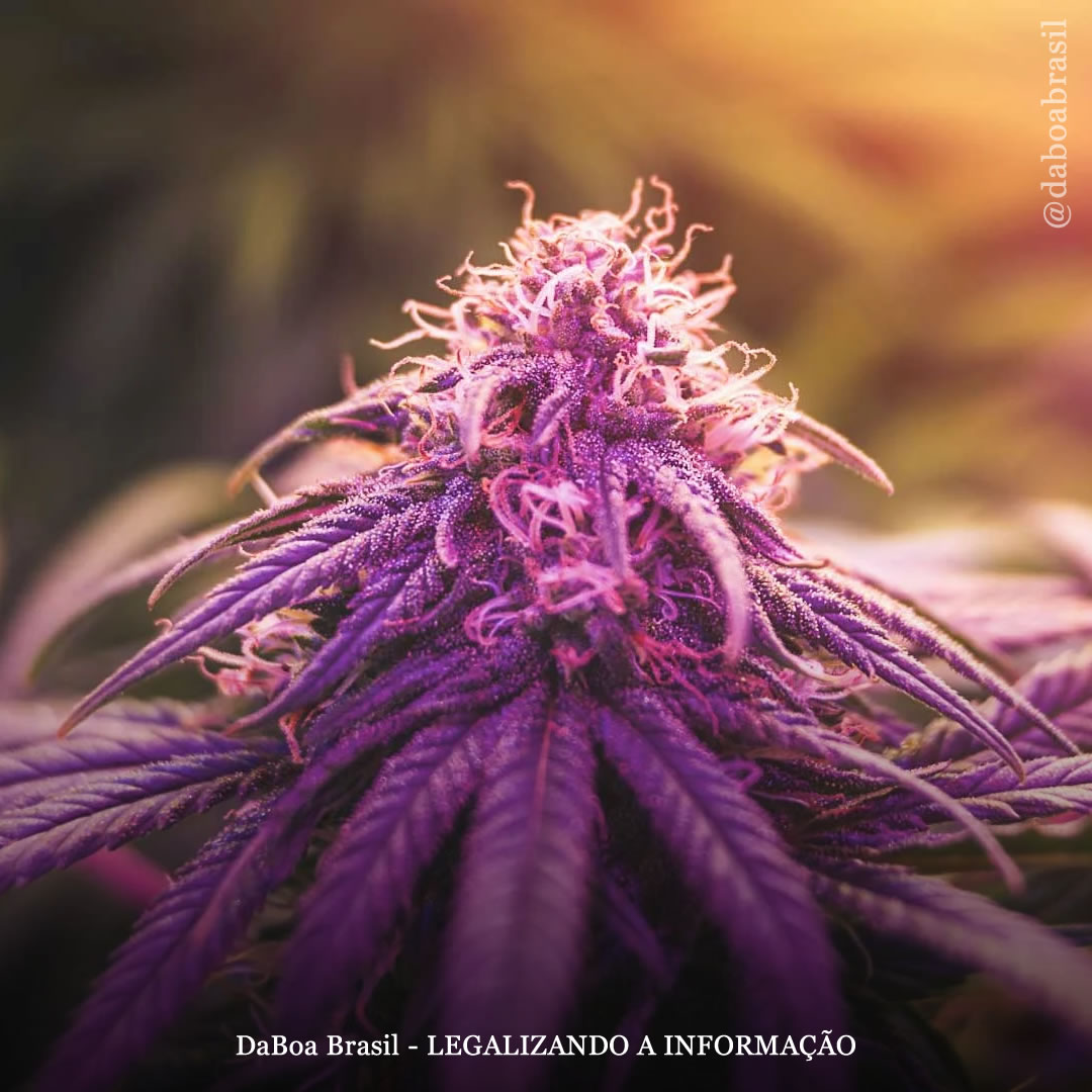 Tratamento com maconha proporciona alívio prolongado para pacientes com fibromialgia, diz estudo