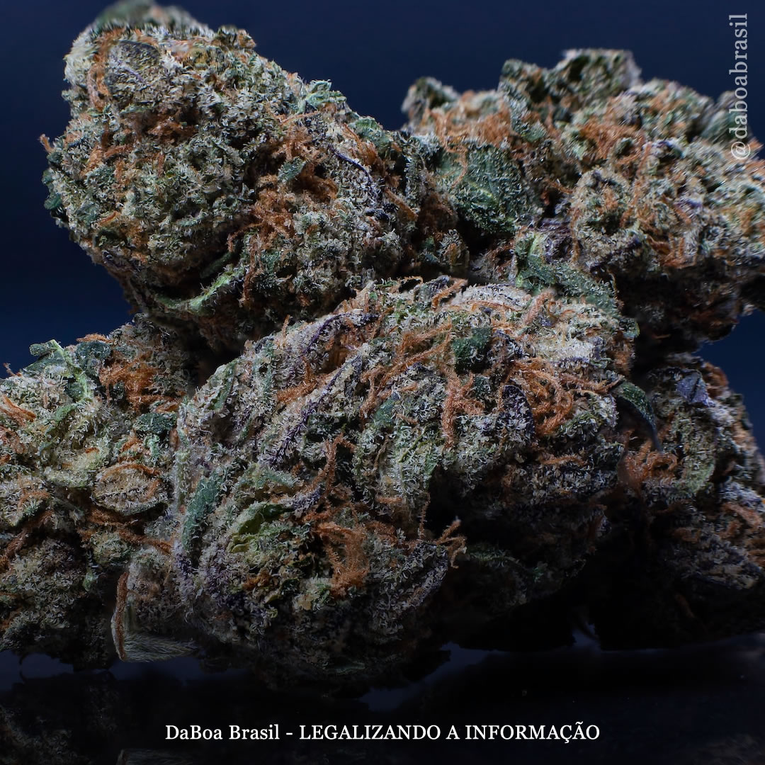 Uso de maconha associado a menores taxas de obesidade e síndrome metabólica, mostra análise