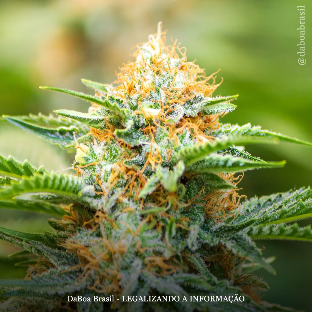 A combinação de THC e CBD é muito mais eficaz do que o placebo no tratamento da enxaqueca aguda, mostra ensaio clínico