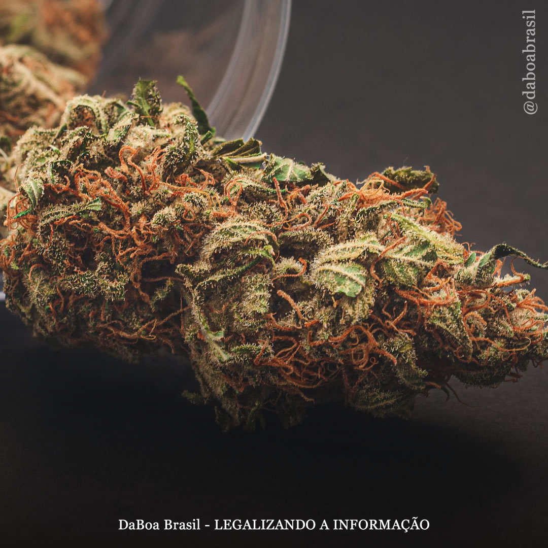 A maconha proporciona alívio prolongado para pacientes com depressão resistente ao tratamento, diz estudo