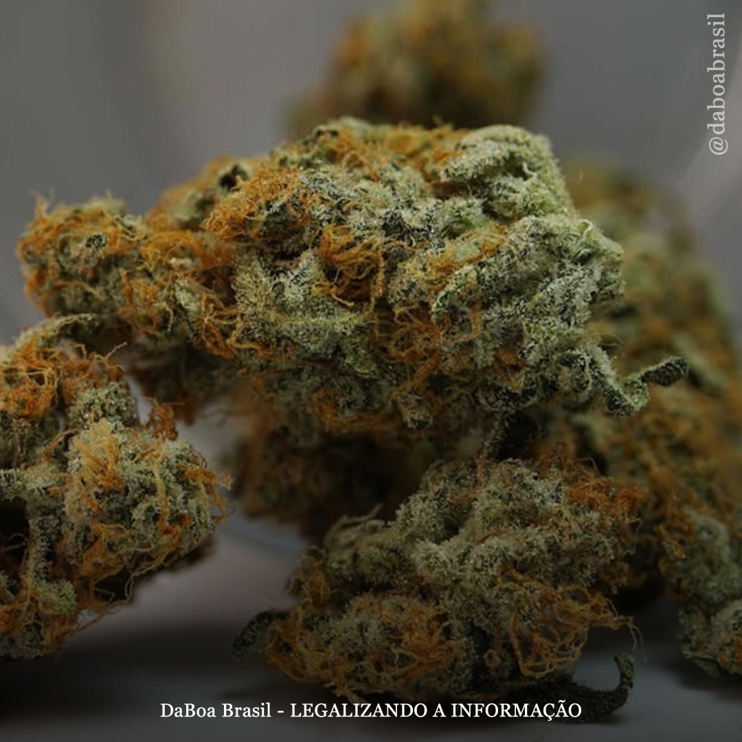 A maconha proporciona melhorias sustentadas em adolescentes com síndrome de Tourette, mostra estudo de caso