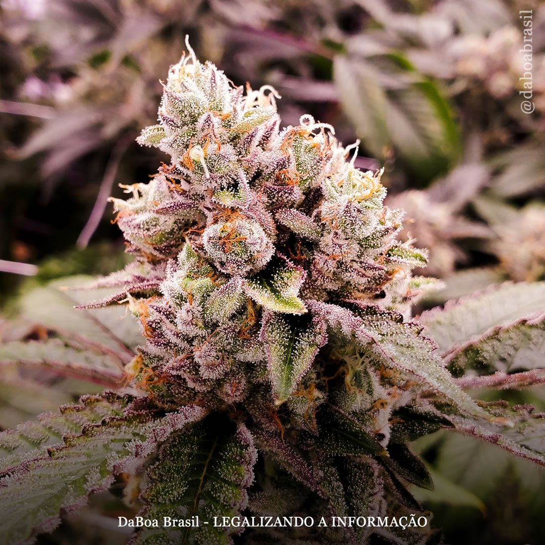 Ácido canabigerorcínico (CBGOA) demonstra efeitos neuroprotetores em modelo celular humano de acidente vascular cerebral, diz estudo