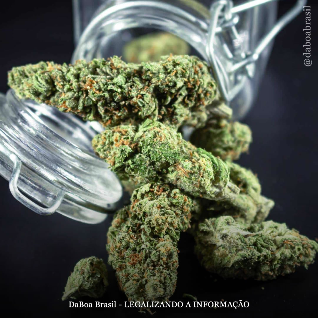 Canabinoides da maconha demonstram amplos efeitos neuroprotetores em modelos de acidente vascular cerebral isquêmico, mostra estudo