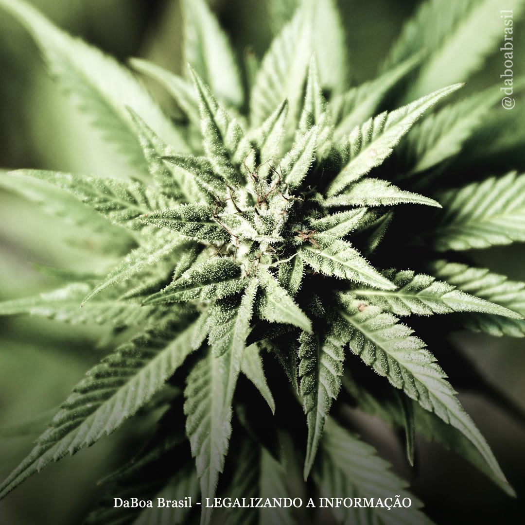 Canabinoides demonstram efeitos antibacterianos seletivos contra patógenos dentários comuns, diz estudo