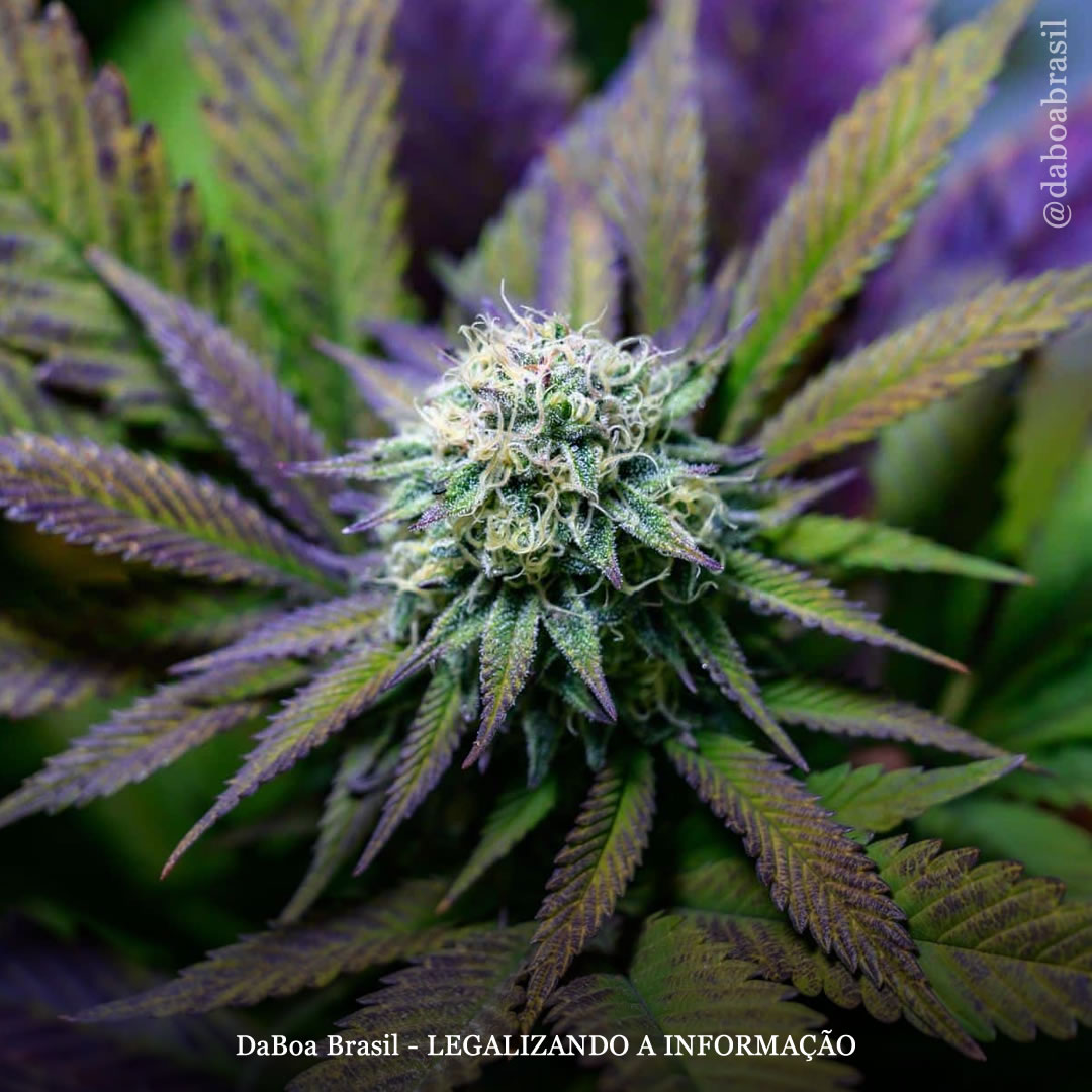 Compostos menos conhecidos da maconha, como CBDV e CBG, podem reduzir a inflamação, especialmente quando combinados, mostra estudo