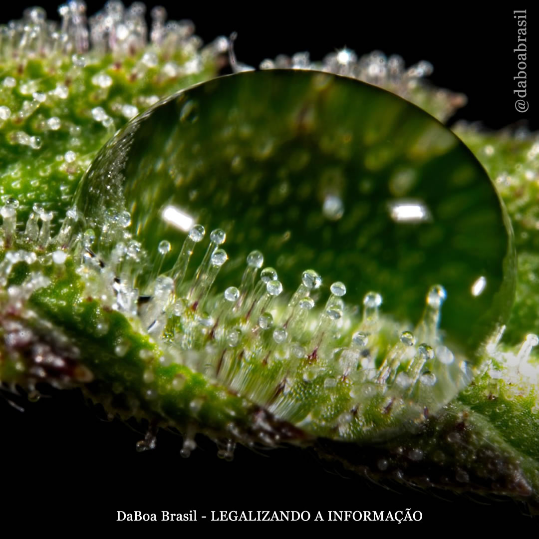 Dicas de cultivo: a importância dos tricomas da maconha