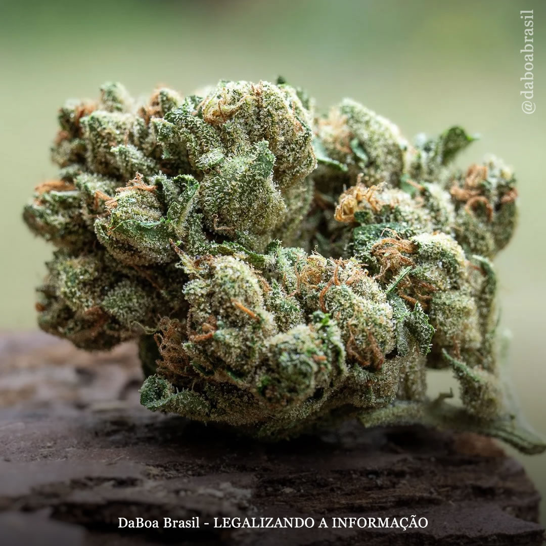 EUA: registro de pacientes para uso medicinal diminuiu 60% após a legalização do uso adulto da maconha em Nova Jersey