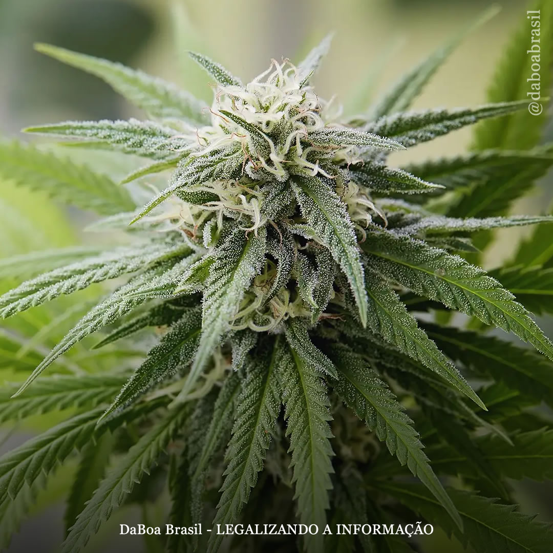 Estudo revela as origens dos canabinoides THC e CBD na maconha