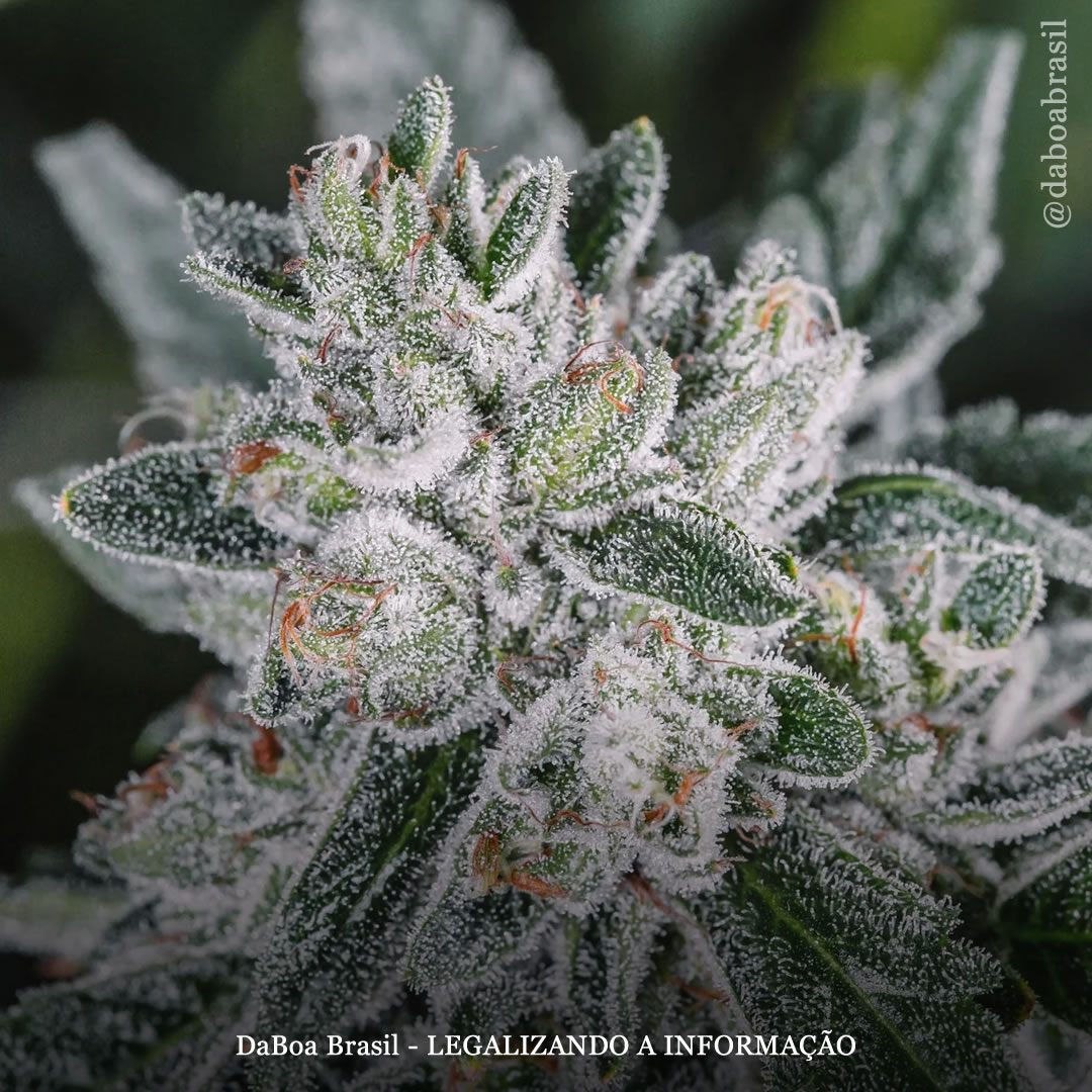 Extrato de maconha desencadeou morte celular e reduziu a invasão em células de câncer de mama, mostra estudo