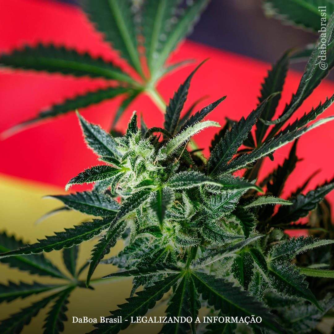 Legalização do uso adulto na Alemanha não aumentou a direção sob efeito da maconha, mostra estudo