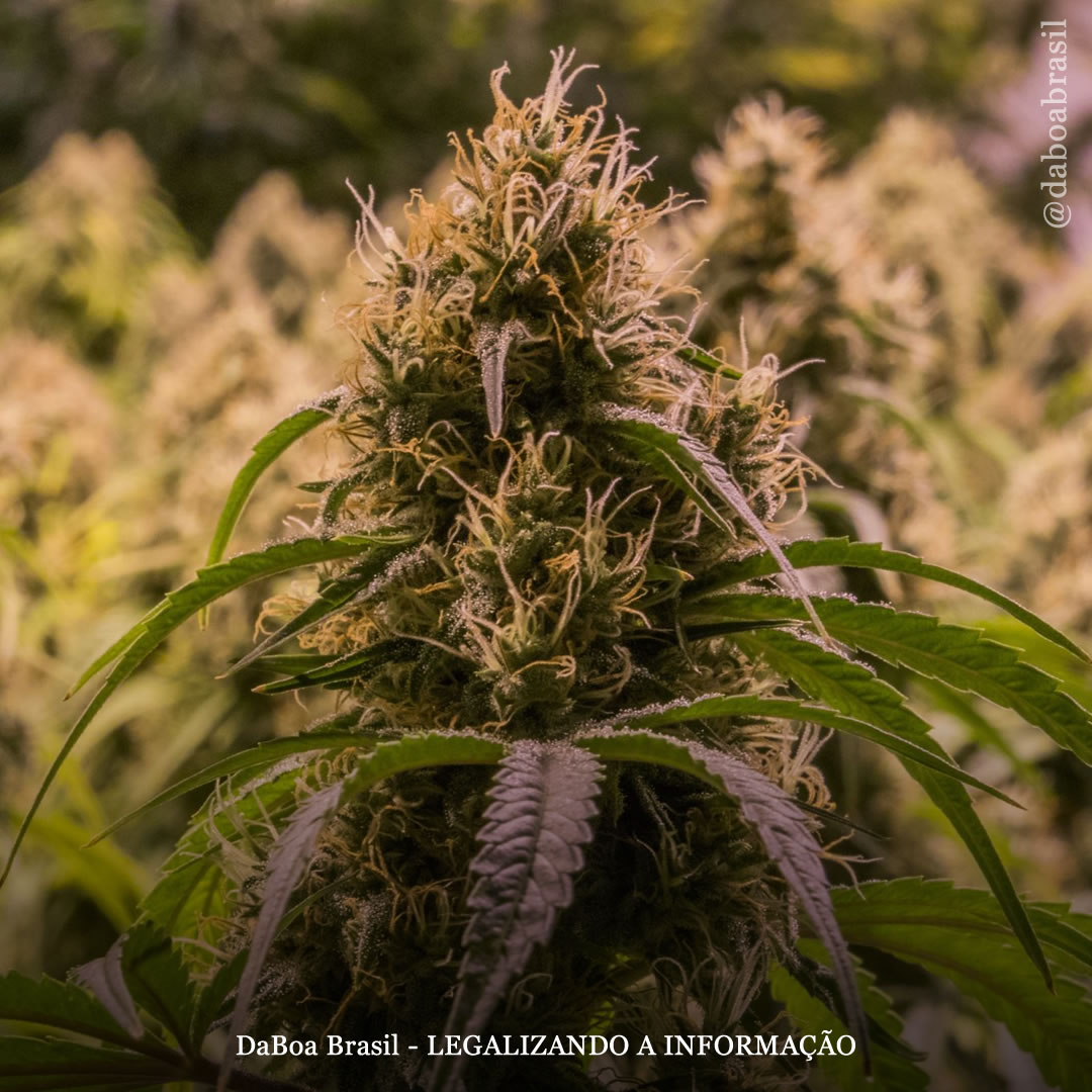 Óleo de maconha combinado com fisioterapia reduziu tremor pós-AVC e dor talâmica, de acordo com relato de caso