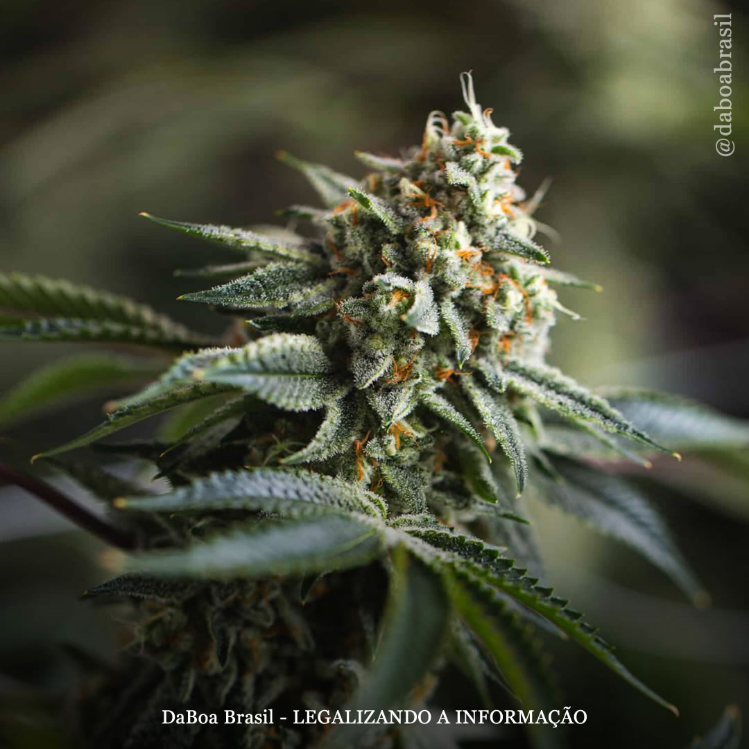 Produtos tópicos de maconha aliviam a dor e melhoram a função física em pacientes com câncer de mama, mostra ensaio clínico