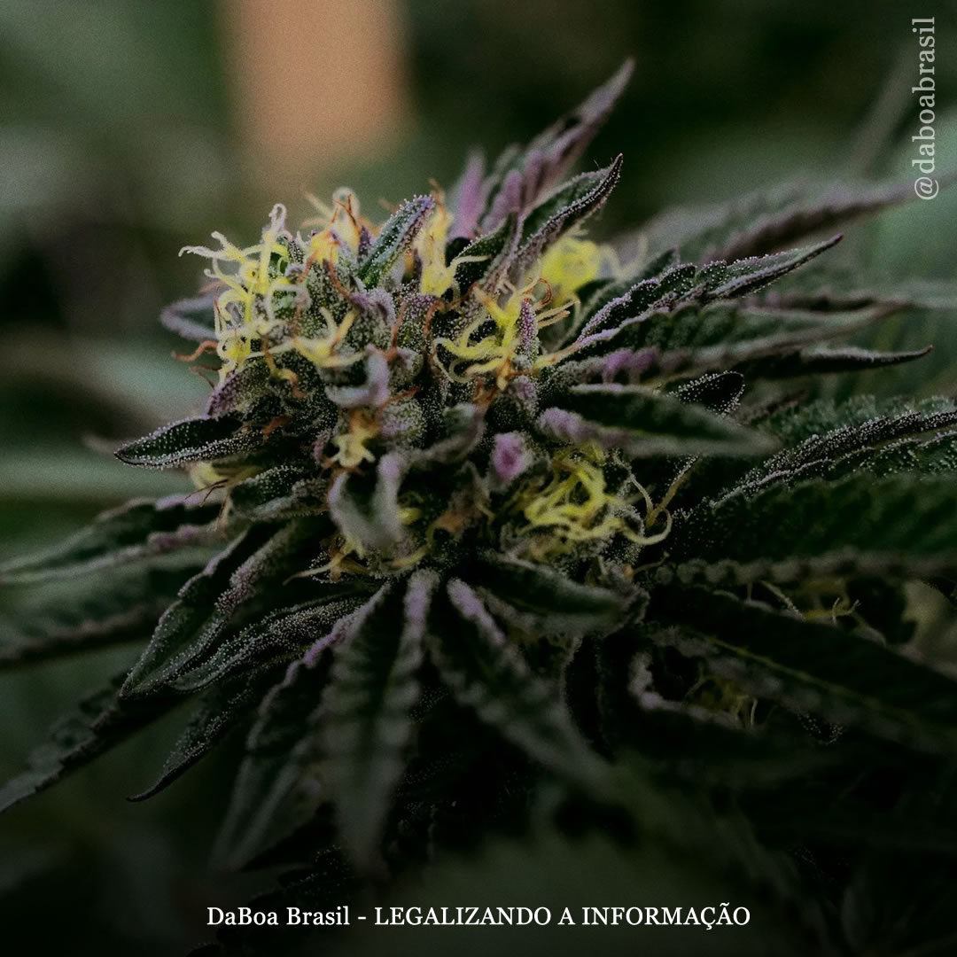 THC demonstra capacidade de eliminar bactérias causadoras de cáries e biofilmes dentários, diz estudo