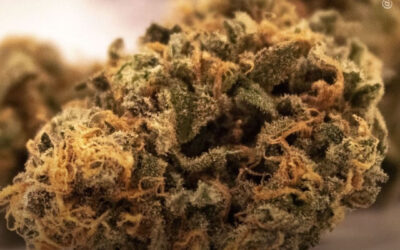 A maconha proporciona melhores resultados de sono para pessoas com insônia, diz estudo