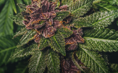 A maconha proporciona melhorias sustentadas em pacientes com dor crônica, ansiedade e depressão, mostra análise