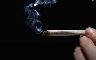 A maioria dos usuários de maconha não apresenta uso problemático, diz estudo