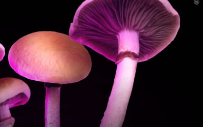 A microdosagem de psilocibina pode tratar a obesidade, diabetes e esteatose hepática, diz estudo