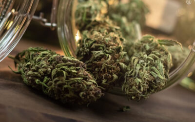 Acesso à maconha para uso adulto em lojas de varejo está associado à diminuição de suicídios entre idosos, mostra estudo