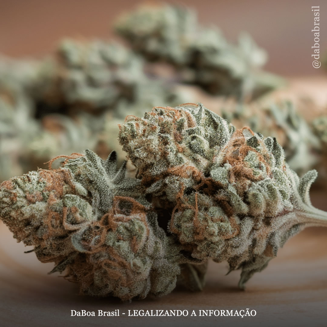 Canadá: o uso de maconha é comum em pacientes com fibrose cística